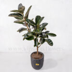 ظاهر واضح درختچه آپارتمانی فیکوس بلک بزرگ