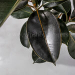 جزئیات برگ درختچه فیکوس بلک