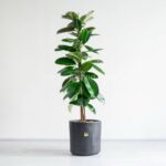 گلدان فیکوس آلاستیکا سبز با گلدان مشکی