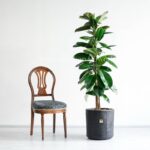 گلدان فیکوس آلاستیکا سبز در کنار صندلی