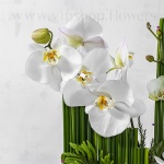 گل باکس گل ارکیده آنمون سفید