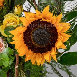 گل آفتابگردان جعبه گل 244 برای دلجویی