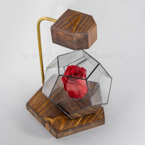 رز جاودان شماره 19 با نور