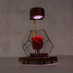 رز جاودان نور دار شماره 19 در تاریکی