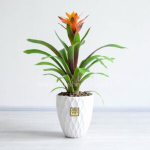 خرید گازمانیا نارنجی