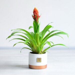 خرید آنلاین گازمانیا زهنی