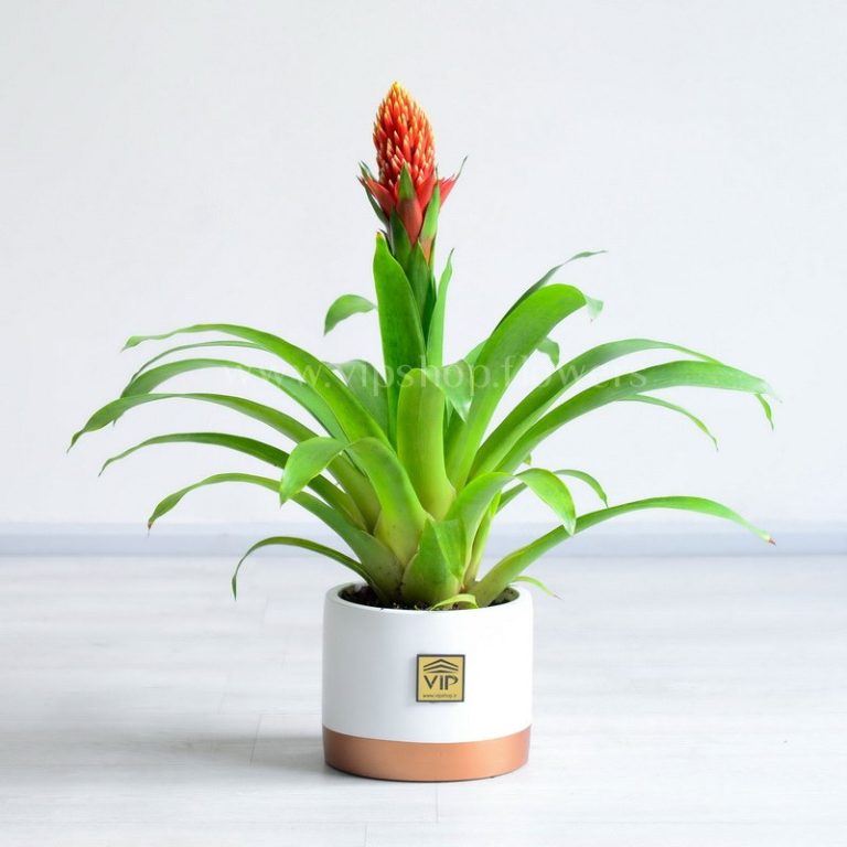 خرید آنلاین گازمانیا زهنی