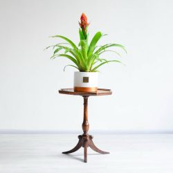 گازمانیا زهنی بر روی میز