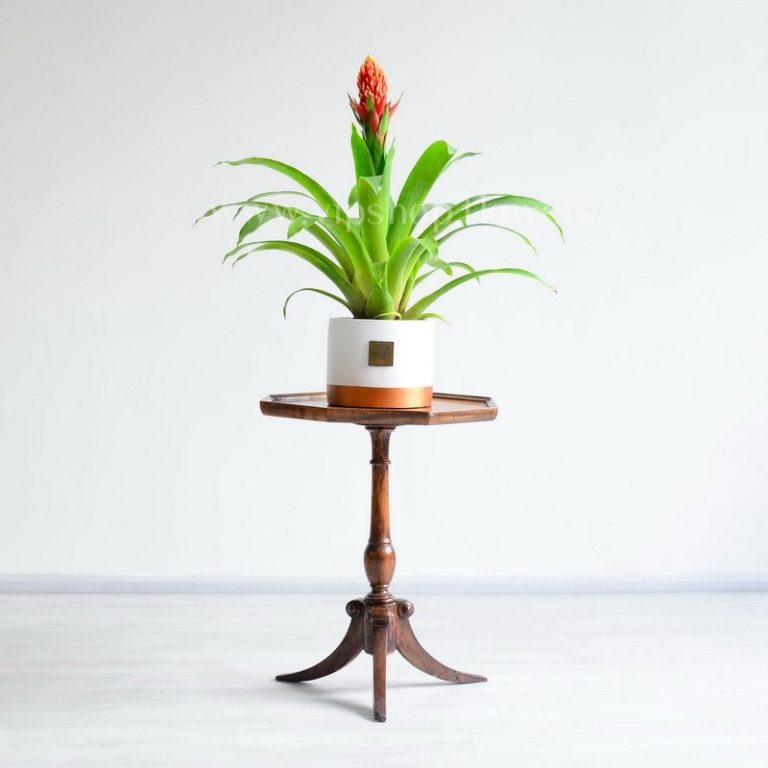 گازمانیا زهنی بر روی میز