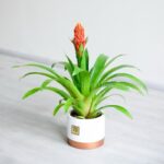 خرید گازمانیا زهنی به صورت آنلاین مقدور است.