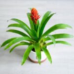 گلدان آپارتمانی گازمانیا زهنی - Image 5