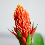 گازمانیا زهنی گل قرمز دارد.