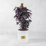 گلدان آپارتمانی ایپومیا