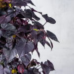 برگ های گیاه ایپومیا