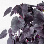 برگ های گلدان آپارتمانی ایپومیا از نزدیک