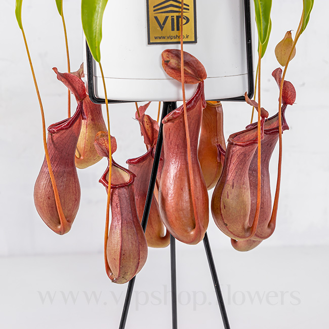 Nepenthes Houseplant VIP Online Flower Shop Gallery 1