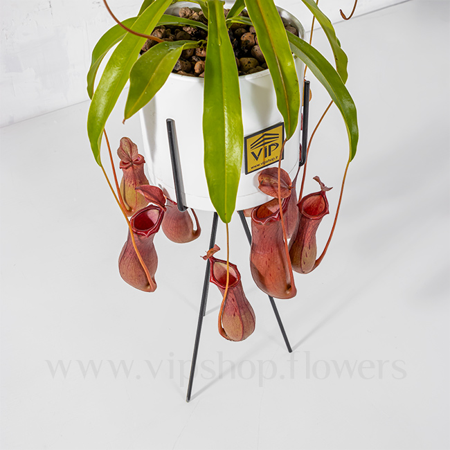 Nepenthes Houseplant VIP Online Flower Shop Gallery 2