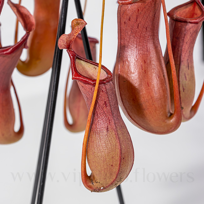 Nepenthes Houseplant VIP Online Flower Shop Gallery 3