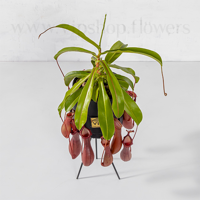 Nepenthes Houseplant VIP Online Flower Shop Gallery 6