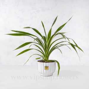 گلدان آپارتمانی پاندانوس
