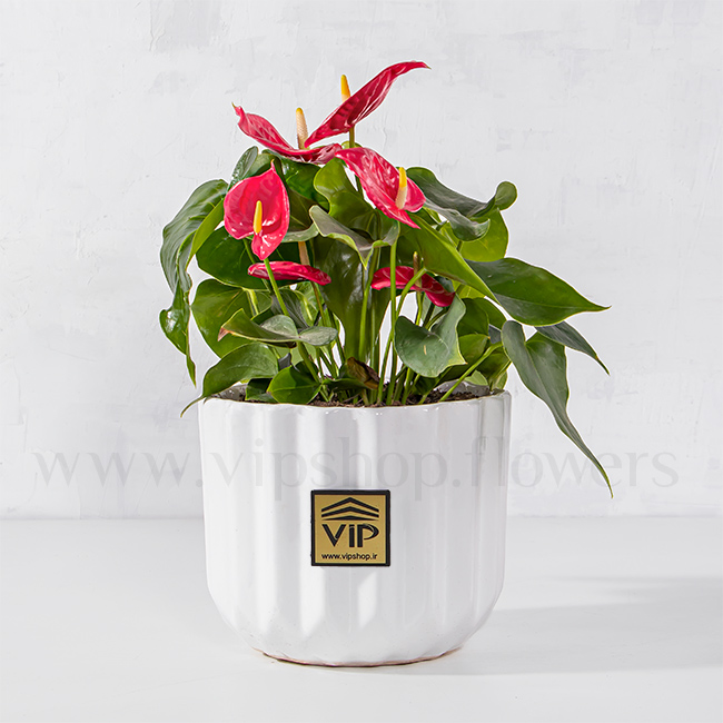 خرید آنلاین گلدان آپارتمانی آنتوریوم با ارسال رایگان