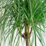 گیاه آپارتمانی لیندا برای نگهداری در منزل مناسب است.