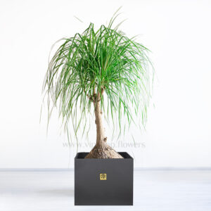 گلدان آپارتمانی لیندا