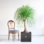 گلدان آپارتمانی لیندا