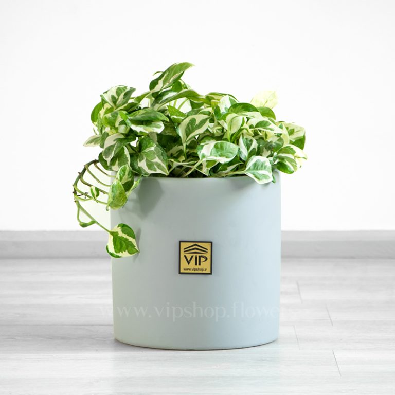 گلدان آپارتمانی پتوس ابلق
