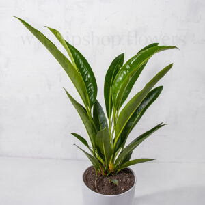 گلدان آپارتمانی رویال گرین