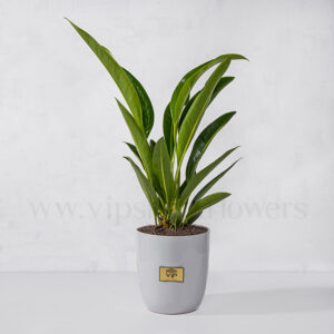 گلدان آپارتمانی رویال گرین