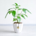 گلدان آپارتمانی شفلرا آمیت