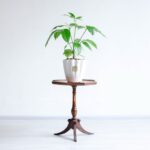 گلدان آپارتمانی شفلرا آمیت