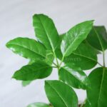 گلدان آپارتمانی شفلرا آمیت