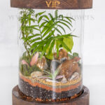 گیاهان داخل تراریوم استوانه ای شماره 14