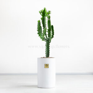 گلدان آپارتمانی ورزیا فنسترالیس