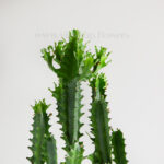 گلدان آپارتمانی ورزیا فنسترالیس