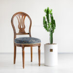 کاکتوس افوربیا اره ای - Image 3