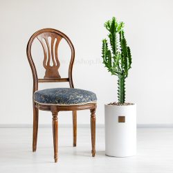 کاکتوس افوربیا اره ای - 3