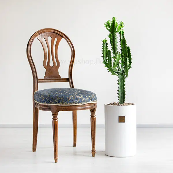 کاکتوس افوربیا اره ای - Image 3