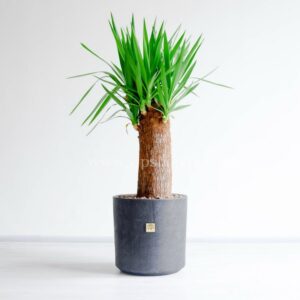 درختچه یوکا با ابعاد بزرگ