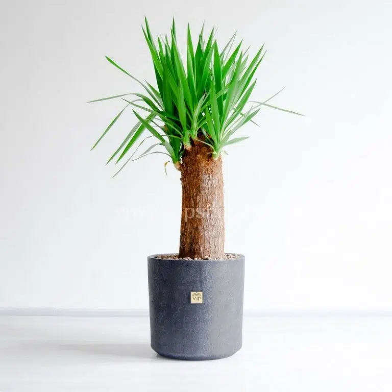 درختچه یوکا با ابعاد بزرگ