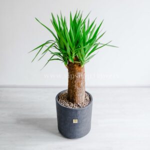 ظاهر درختچه یوکا با ابعاد بزرگ