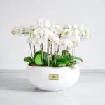 ارکیده 20 شاخه باشکوه است.