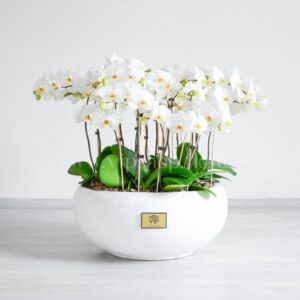 ارکیده 20 شاخه باشکوه است.