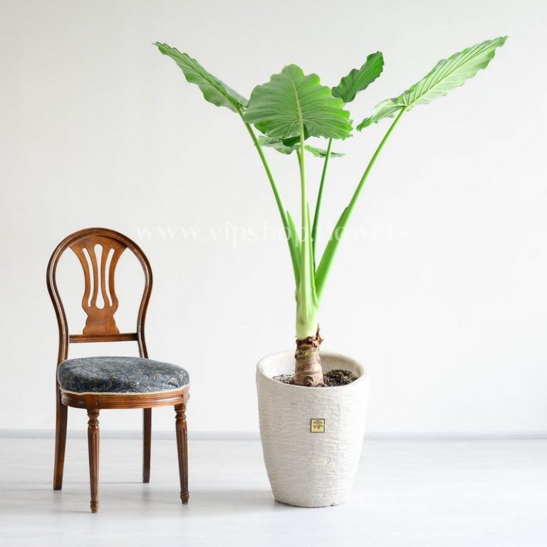 صندلی در کنار گیاه بابا آدم بزرگ، کوچک است.