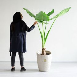 گل بابا آدم بزرگ از یک انسان نیز بلند تز است.
