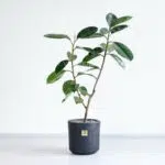درختچه فیکوس بلک متوسط