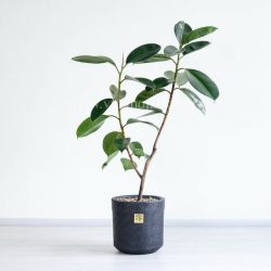 درختچه فیکوس بلک متوسط