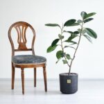 درختچه فیکوس بلک متوسط، در مقال صندلی